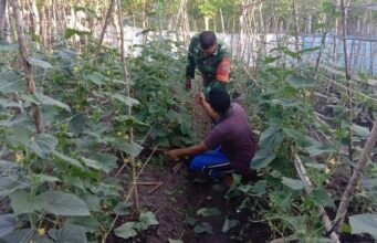 Dukung Ketahanan Pangan, Babinsa Balohan Dampingi Petani Timun Agar Hasil Maksimal