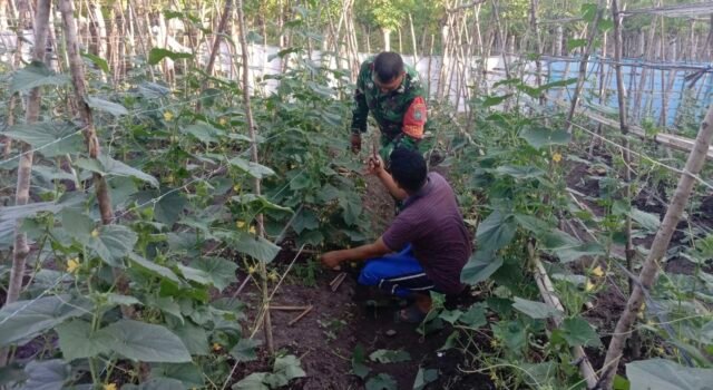 Dukung Ketahanan Pangan, Babinsa Balohan Dampingi Petani Timun Agar Hasil Maksimal