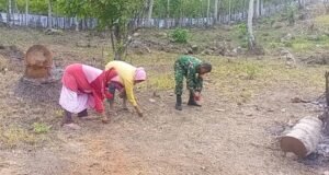 Babinsa Paya Bantu Warga Tanam Bibit Jagung, Wujudkan Kepedulian TNI terhadap Ketahanan Pangan Diwilayah