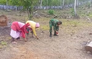 Babinsa Paya Bantu Warga Tanam Bibit Jagung, Wujudkan Kepedulian TNI terhadap Ketahanan Pangan Diwilayah