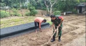 Babinsa Aneuk Laot Dampingi Pembuatan Bedengan untuk Tanaman Sayur Tumbuh Subur dan Berbuah Maksimal