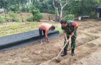 Babinsa Aneuk Laot Dampingi Pembuatan Bedengan untuk Tanaman Sayur Tumbuh Subur dan Berbuah Maksimal
