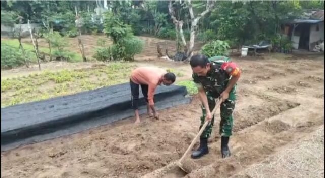 Babinsa Aneuk Laot Dampingi Pembuatan Bedengan untuk Tanaman Sayur Tumbuh Subur dan Berbuah Maksimal