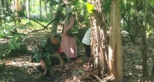 Babinsa Krueng Raya Bantu Bersihkan Kebun Warga, Pererat Kemanunggalan TNI-Rakyat