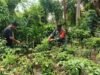 Babinsa Kuta Barat Turun Langsung Bantu Petani Panen Cabai, Dukung Perekonomian Warga