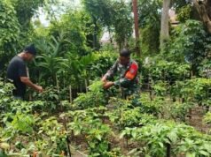 Babinsa Kuta Barat Turun Langsung Bantu Petani Panen Cabai, Dukung Perekonomian Warga