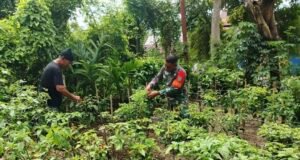 Babinsa Kuta Barat Turun Langsung Bantu Petani Panen Cabai, Dukung Perekonomian Warga
