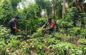 Babinsa Kuta Barat Turun Langsung Bantu Petani Panen Cabai, Dukung Perekonomian Warga