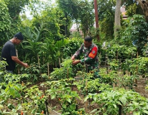 Babinsa Kuta Barat Turun Langsung Bantu Petani Panen Cabai, Dukung Perekonomian Warga