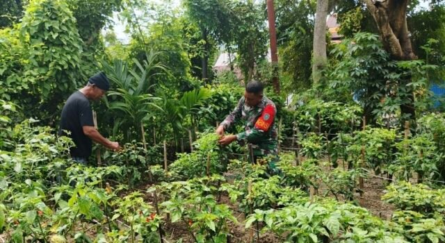 Babinsa Kuta Barat Turun Langsung Bantu Petani Panen Cabai, Dukung Perekonomian Warga