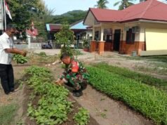 Manfaatkan Lahan Kosong, Babinsa dan Perangkat Desa Balohan Panen Bayam