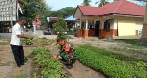 Manfaatkan Lahan Kosong, Babinsa dan Perangkat Desa Balohan Panen Bayam