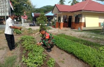 Manfaatkan Lahan Kosong, Babinsa dan Perangkat Desa Balohan Panen Bayam