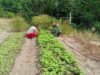 Babinsa Jaboi Dampingi dan Bantu Petani Panen Sayur Segar untuk Pasar Sabang