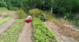 Babinsa Jaboi Dampingi dan Bantu Petani Panen Sayur Segar untuk Pasar Sabang