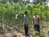 Sinergi Dukung Ketahanan Pangan, Babinsa Berawang dan Bhabinkamtibmas Pantau Potensi Lahan Warga