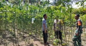 Sinergi Dukung Ketahanan Pangan, Babinsa Berawang dan Bhabinkamtibmas Pantau Potensi Lahan Warga