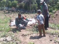 Dukung Ketahanan Pangan, Babinsa Keuneukai Turun Langsung Merawat Tanaman