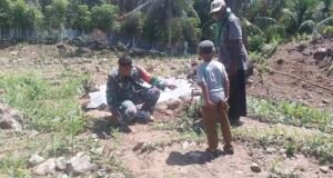 Dukung Ketahanan Pangan, Babinsa Keuneukai Turun Langsung Merawat Tanaman