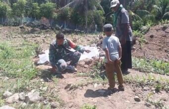 Dukung Ketahanan Pangan, Babinsa Keuneukai Turun Langsung Merawat Tanaman