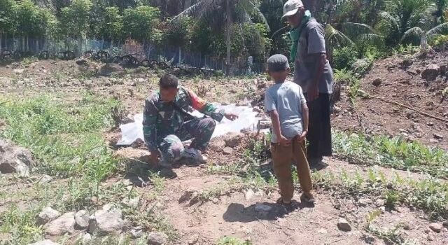 Dukung Ketahanan Pangan, Babinsa Keuneukai Turun Langsung Merawat Tanaman