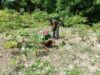 Bersama di Ladang: Babinsa Kuta Barat Bahu‑membahu Rawat Tanaman dan Perkuat Ketahanan Pangan