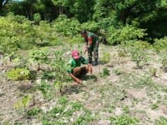 Bersama di Ladang: Babinsa Kuta Barat Bahu‑membahu Rawat Tanaman dan Perkuat Ketahanan Pangan