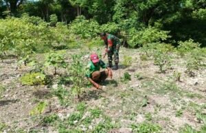 Bersama di Ladang: Babinsa Kuta Barat Bahu‑membahu Rawat Tanaman dan Perkuat Ketahanan Pangan
