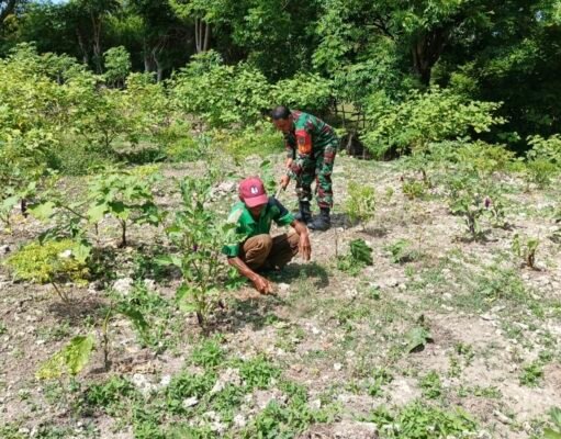 Bersama di Ladang: Babinsa Kuta Barat Bahu‑membahu Rawat Tanaman dan Perkuat Ketahanan Pangan