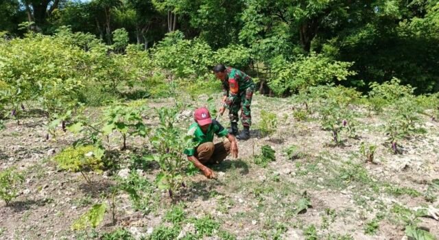 Bersama di Ladang: Babinsa Kuta Barat Bahu‑membahu Rawat Tanaman dan Perkuat Ketahanan Pangan