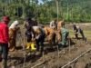 Dukungan Kodim 0112/Sabang Terhadap Ketahanan Pangan: Penanaman Perdana Padi Gogo dan Jagung Berjalan Sukses