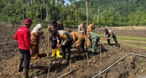 Dukungan Kodim 0112/Sabang Terhadap Ketahanan Pangan: Penanaman Perdana Padi Gogo dan Jagung Berjalan Sukses