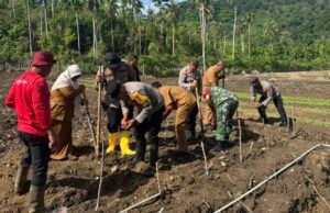 Dukungan Kodim 0112/Sabang Terhadap Ketahanan Pangan: Penanaman Perdana Padi Gogo dan Jagung Berjalan Sukses