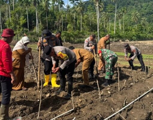 Dukungan Kodim 0112/Sabang Terhadap Ketahanan Pangan: Penanaman Perdana Padi Gogo dan Jagung Berjalan Sukses