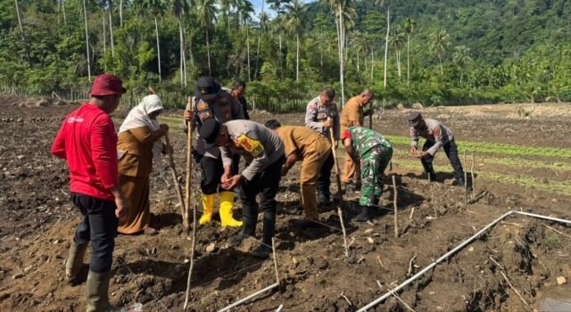 Dukungan Kodim 0112/Sabang Terhadap Ketahanan Pangan: Penanaman Perdana Padi Gogo dan Jagung Berjalan Sukses