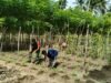 Babinsa Jaboi Dampingi Petani Bersihkan Gulma, Jaga Kesuburan Tanaman Kacang Panjang