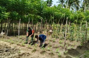 Babinsa Jaboi Dampingi Petani Bersihkan Gulma, Jaga Kesuburan Tanaman Kacang Panjang