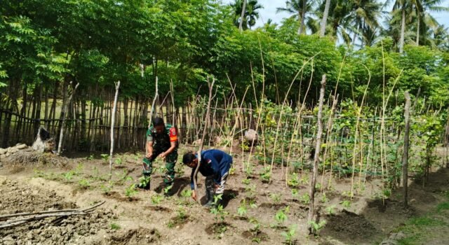 Babinsa Jaboi Dampingi Petani Bersihkan Gulma, Jaga Kesuburan Tanaman Kacang Panjang
