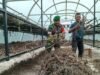 Bantu Proses Pengolahan Nilam, Babinsa Batee Shoek Pererat Kebersamaan dengan Warga