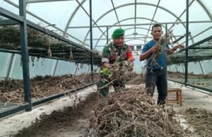 Bantu Proses Pengolahan Nilam, Babinsa Batee Shoek Pererat Kebersamaan dengan Warga