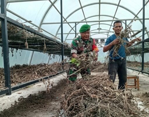 Bantu Proses Pengolahan Nilam, Babinsa Batee Shoek Pererat Kebersamaan dengan Warga