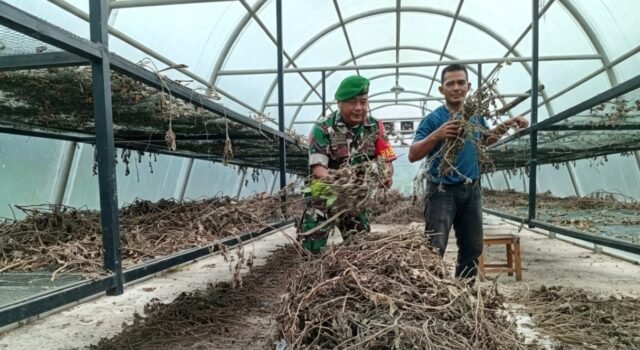 Bantu Proses Pengolahan Nilam, Babinsa Batee Shoek Pererat Kebersamaan dengan Warga