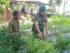 Manfaatkan Lahan Kosong, Babinsa Ie Meulee Dampingi Petani Sukseskan Budidaya Caba