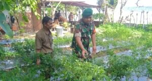 Manfaatkan Lahan Kosong, Babinsa Ie Meulee Dampingi Petani Sukseskan Budidaya Caba