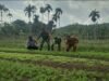 Bersama Keuchik & Bhabinkamtibmas, Babinsa Dukung Produktivitas Pertanian Warga