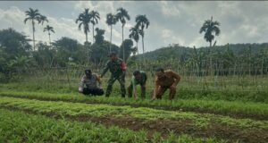 Bersama Keuchik & Bhabinkamtibmas, Babinsa Dukung Produktivitas Pertanian Warga