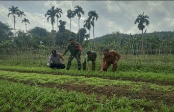 Bersama Keuchik & Bhabinkamtibmas, Babinsa Dukung Produktivitas Pertanian Warga
