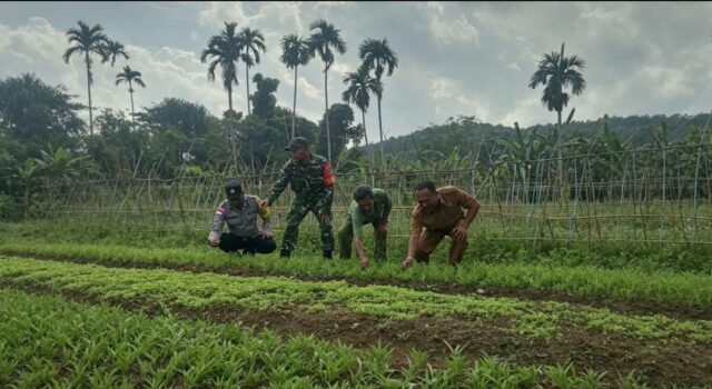 Bersama Keuchik & Bhabinkamtibmas, Babinsa Dukung Produktivitas Pertanian Warga