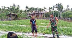 Babinsa Cot Ba’U Bantu Rawat Semangka, Dukung Ekonomi Warga & Swasembada Pangan
