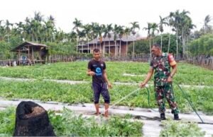 Babinsa Cot Ba’U Bantu Rawat Semangka, Dukung Ekonomi Warga & Swasembada Pangan